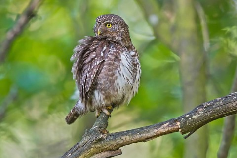 Eurasian Pygmy Owl (Glaucidium passerinum) female perched on a branch, Bavaria, Germany