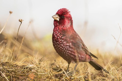 Great Rosefinch (Carpodacus rubicilla) male on ground, Georgia