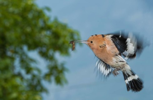 Eurasian Hoopoe (Upupa epops) at nest hole, Aosta Valley, Italy
