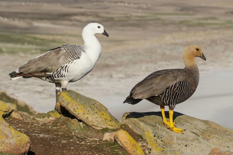 Upland Goose (Chloephaga picta) perched on a rock in the Falkland Islands