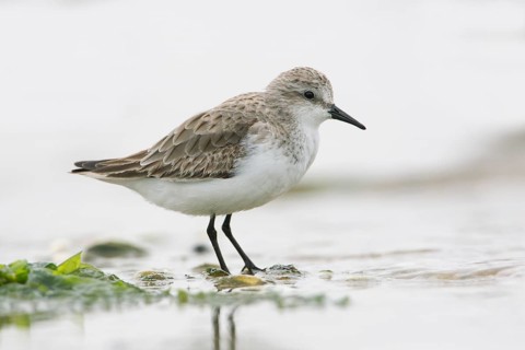 Red-necked Stint (Calidris ruficollis) foraging, Victoria, Australia
