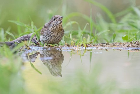 Eurasian Wryneck (Jynx torquilla) at water hole, Aosta Valley, Italy