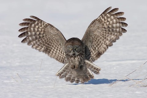 Great Grey Owl (Strix nebulosa), Ontario, Canada