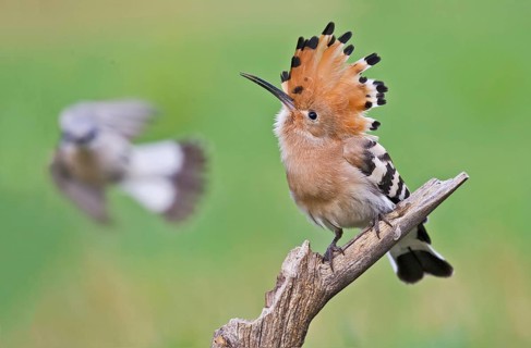 Eurasian Hoopoe & Red-backed Shrike (Upupa epops & Lanius collurio), Aosta Valley, Italy