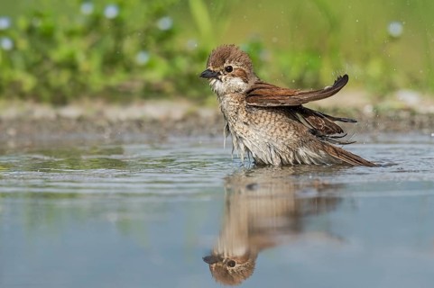 Red-backed Shrike (Lanius collurio) female bathing, Aosta Valley, Italy
