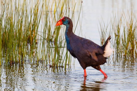 Western Swamphen (Porphyrio porphyrio) foraging, Mallorca, Spain