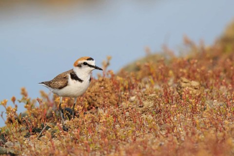 Kentish Plover (Charadrius alexandrinus) male, Greece