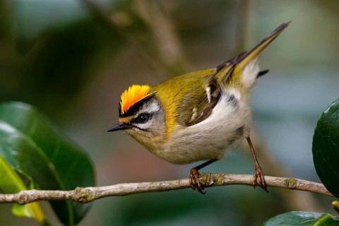 Common Firecrest (Regulus ignicapilla), Asturias, Spain