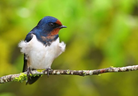 Barn Swallow (Hirundo rustica), Vila Franca de Xira, Portugal