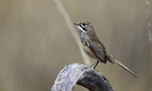 Striated Grasswren (Amytornis striatus), Victoria, Australia