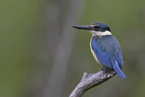 Sacred Kingfisher (Todiramphus sanctus), Victoria, Australia
