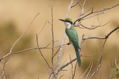 Somali Bee-eater (Merops revoilii), Samburu, Kenya
