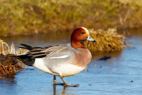 Eurasian Wigeon (Mareca penelope) male on ice, Netherlands