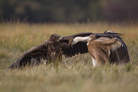 White-tailed Eagle & Griffon Vulture (Haliaeetus albicilla & Gyps fulvus) wrangling, Poland