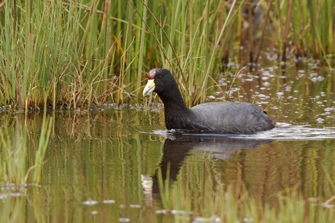 Andean Coot (Fulica ardesiaca), Ecuador
