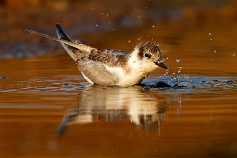 Whiskered Tern (Chlidonias hybrida) juvenile bathing, Castile-La Mancha, Spain