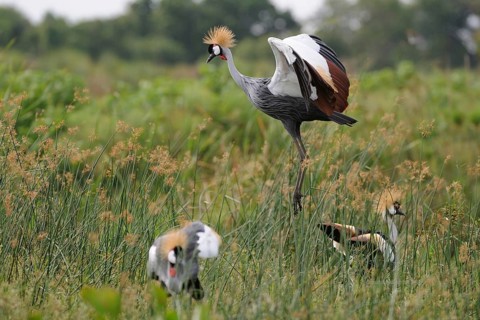 Grey Crowned Crane (Balearica regulorum), Uganda