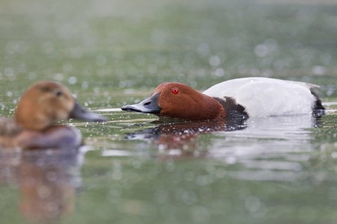 Common Pochard (Aythya ferina) male, Brandenburg, Germany