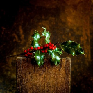 A branch of Christmas holly featuring vibrant red berries and shiny green leaves is elegantly