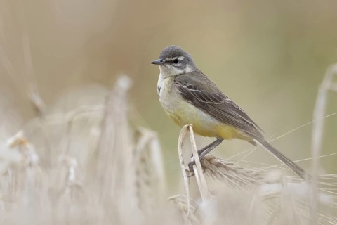 In (almost) ripe grain... Yellow wagtail (Motacilla flava), meadow wagtail, female, particularly