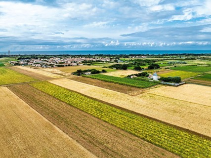Fields and Grape plantations from a drone, Saint-Clement-des-Baleines, Atlantic, France