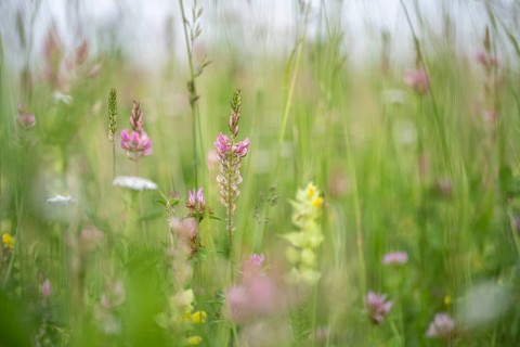 Futterwiese, Fettwiese mit verschiedenen Gräsern und Blüten, Esparsette (Onobrychis viciifolia) und