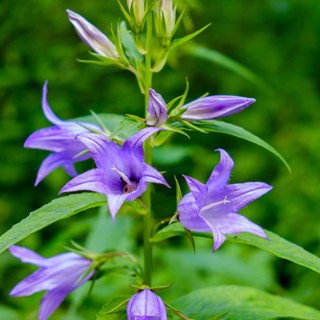 A specimen of Campanula latifolia, also known as broad-leaved campanula, in its natural environment