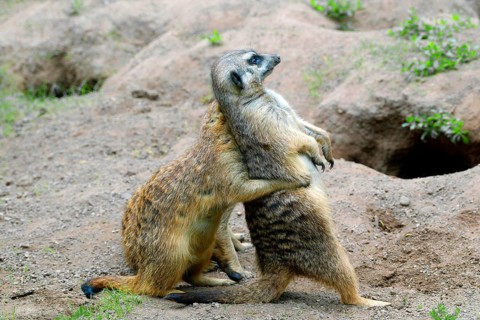Meerkat (Suricata suricatta), captive, during playful fighting, measuring strength, occurrence