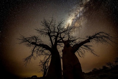 Silhouette of a baobab tree with starry sky and Milky Way, African baobab (Adansonia digitata),
