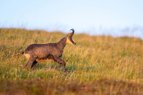 Chamois (Rupicapra rupicapra) on a meadow in the Vosges Mountains, wildlife, France