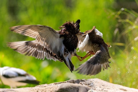 Two birds fighting in the air with outstretched wings, surrounded by nature, ruff (Calidris pugnax,