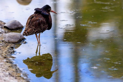 Bird standing in the water, its reflection is visible, ruff (Calidris pugnax, Syn.: Philomachus