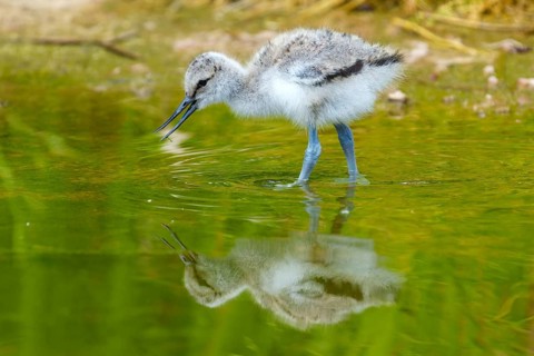 Young bird drinking or pecking water surface with visible reflection, Avocet, (Recurvirostra