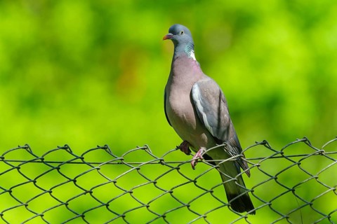 Pigeon on a wire fence with a bright green background under a blue sky, wood pigeon (Columba