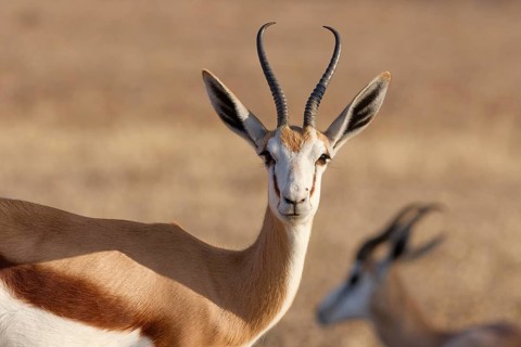 Springbok (Antidorcas marsupialis), adult, animal portrait, evening light, Kalahari desert,