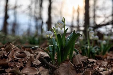 Spring knot flower (Leucojum vernum), spring snowflake on the forest floor, deciduous forest,