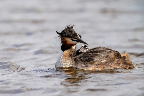 Great Crested Grebe (Podiceps scalloped ribbonfish), with chicks on its back, Vulkaneifel,