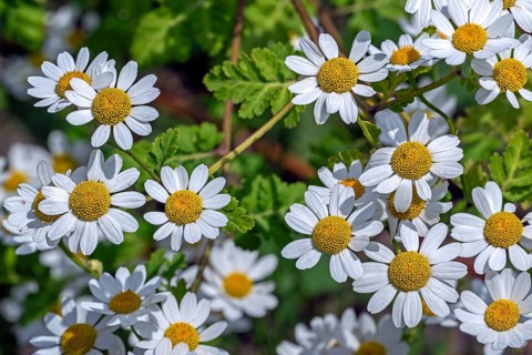 Feverfew (Tanacetum parthenium, Chrysanthemum parthenium) in flower in late spring, early summer