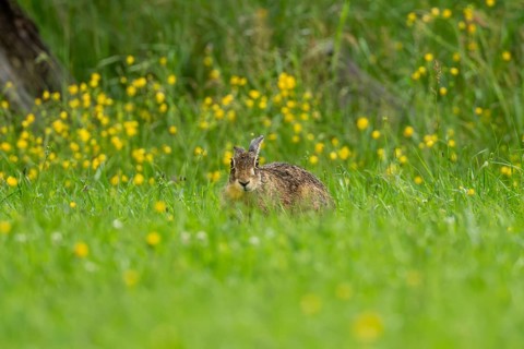 European hare (Lepus europaeus), Vulkaneifel, Rhineland-Palatinate, Germany