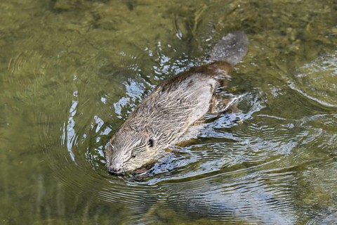 Eurasian beaver, European beaver (Castor fibre), swimming in a stream, Canton Zug, Switzerland