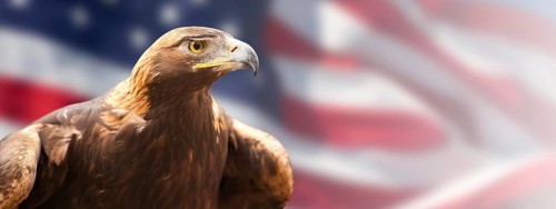 California golden eagle in front of the american flag banner