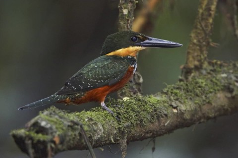 Green-and-rufous Kingfisher (Chloroceryle inda), Ecuador
