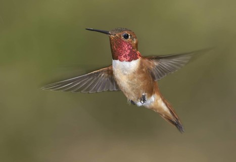 Rufous Hummingbird (Selasphorus rufus) male, British Columbia, Canada