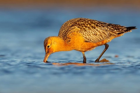 Bar-tailed Godwit (Limosa lapponica) feeding along a river in Nome, Alaska