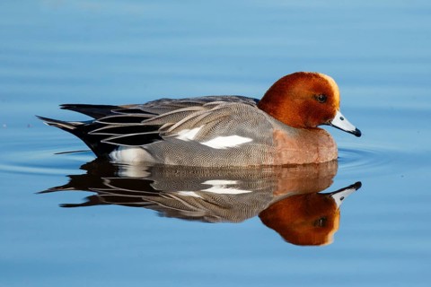Eurasian Wigeon (Mareca penelope) male, Netherlands