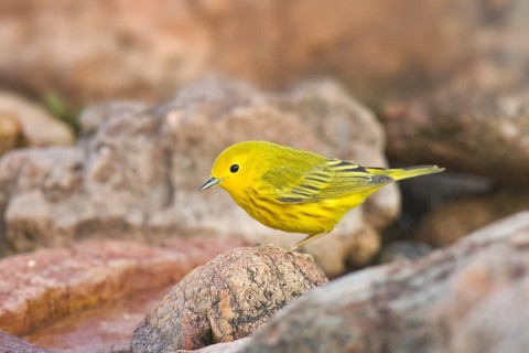 American Yellow Warbler (Setophaga aestiva), Arizona, USA