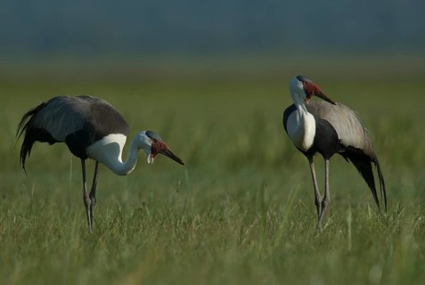 Wattled Crane (Grus carunculata), Lake Awasa, Ethiopia