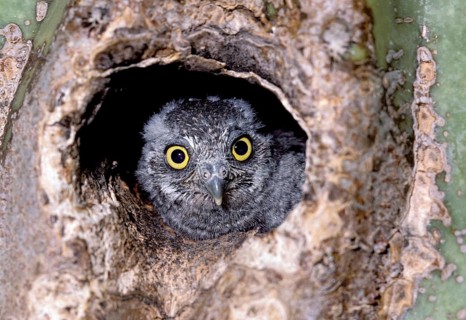 Elf Owl Micrathene whitneyi N. of Tucson, Pinal Co., ARIZONA, USA June Juvenile in Saguaro Cactus