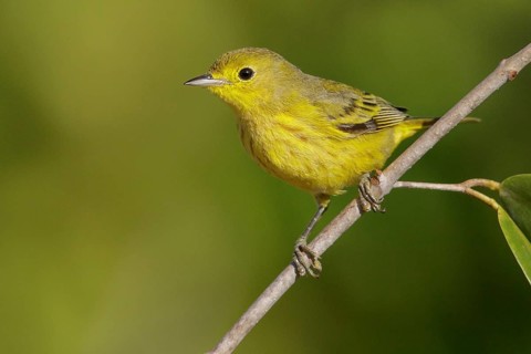 Yellow Warbler (Setophaga petechia) perched on a branch in Cuba