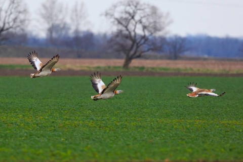 Great Bustard (Otis tarda) flying, Hungary
